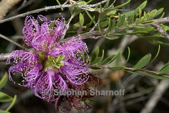 melaleuca thymifolia 2 graphic